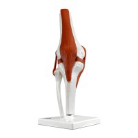 Articulación de la rodilla (Modelo funcional)